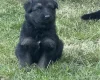 German Shepherd (Alsatian)