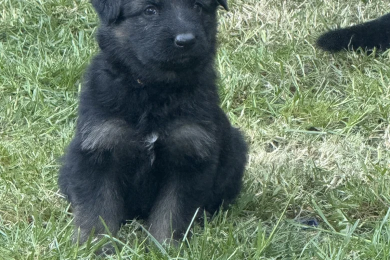 German Shepherd (Alsatian)