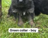 German Shepherd (Alsatian)