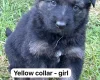 German Shepherd (Alsatian)