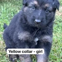 German Shepherd (Alsatian)