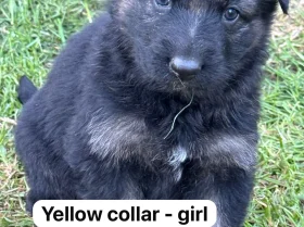 German Shepherd (Alsatian)