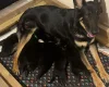German Shepherd (Alsatian)