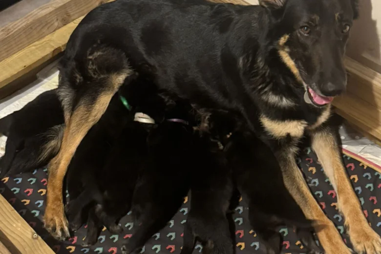 German Shepherd (Alsatian)