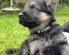 German Shepherd (Alsatian)