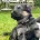 German Shepherd (Alsatian)