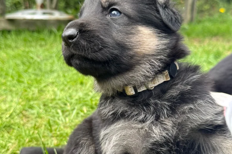 German Shepherd (Alsatian)