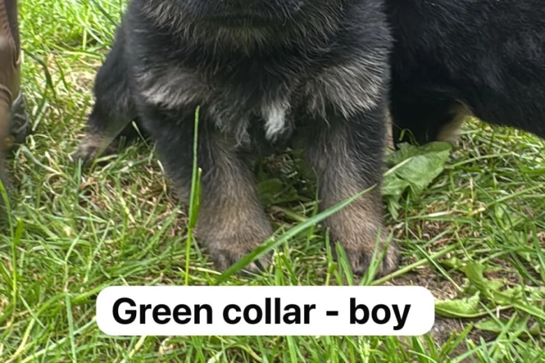 German Shepherd (Alsatian)