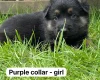 German Shepherd (Alsatian)