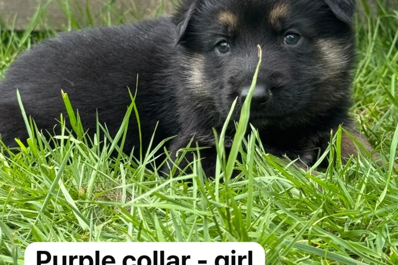 German Shepherd (Alsatian)
