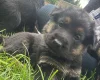 German Shepherd (Alsatian)