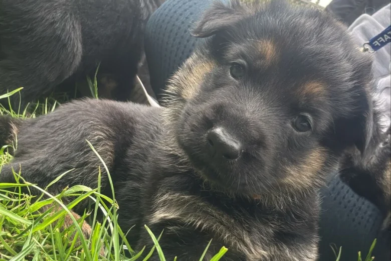 German Shepherd (Alsatian)
