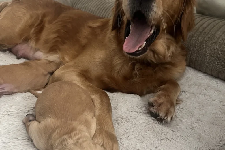 Golden Retriever