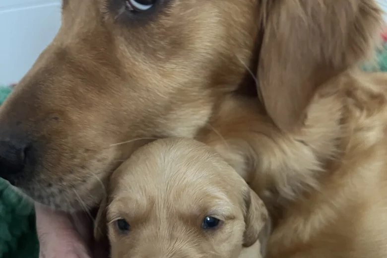 Golden Retriever