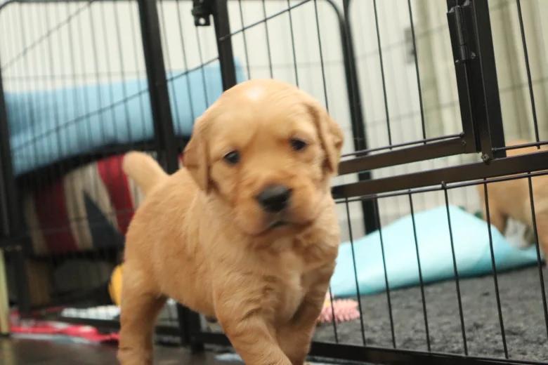 Golden Retriever