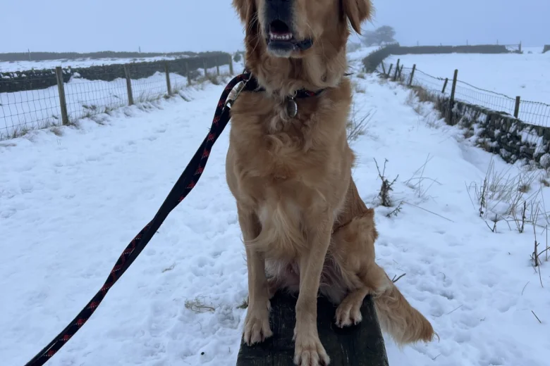 Golden Retriever