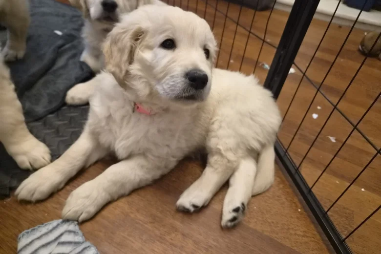 Golden Retriever