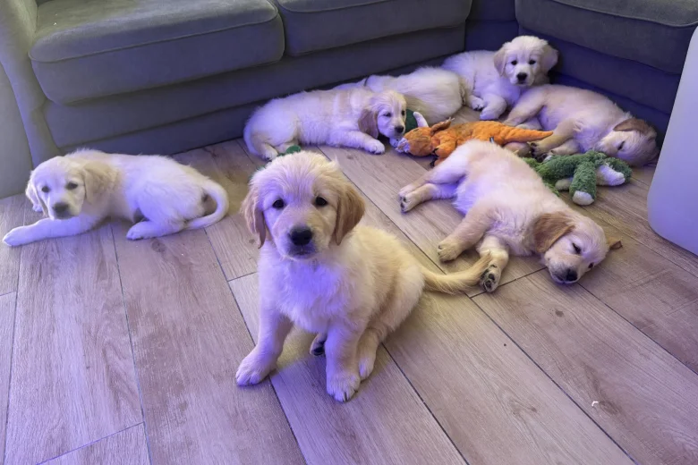 Golden Retriever