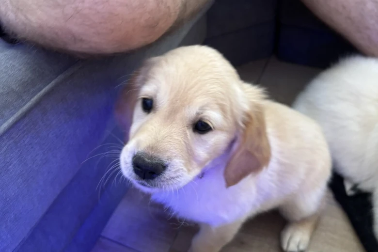 Golden Retriever