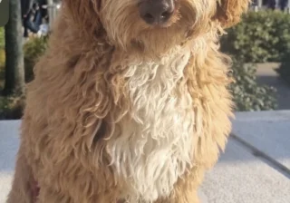 Stud