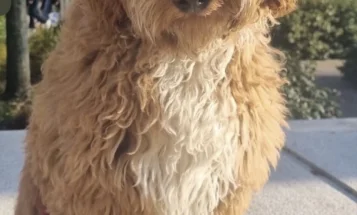 Goldendoodle