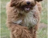 Goldendoodle