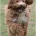 Goldendoodle