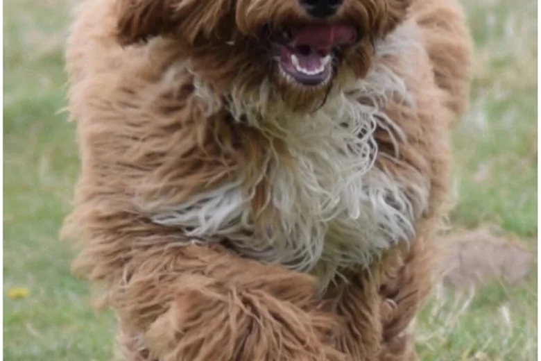 Goldendoodle