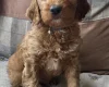 Goldendoodle