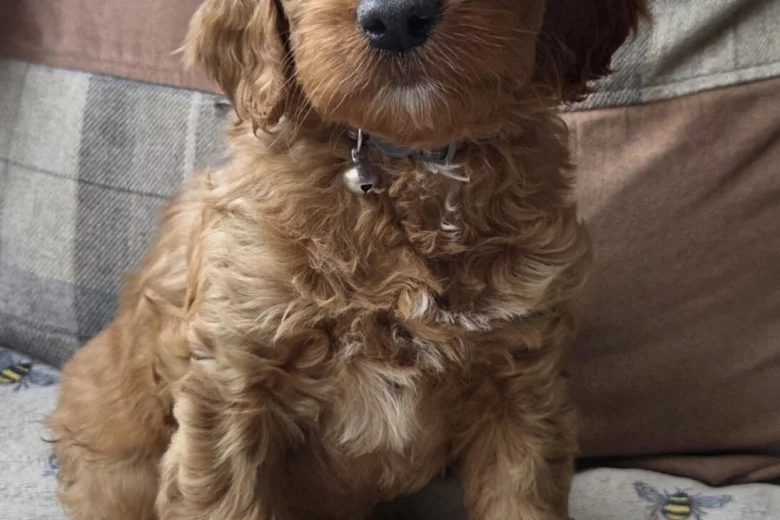Goldendoodle