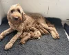 Goldendoodle