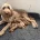 Goldendoodle