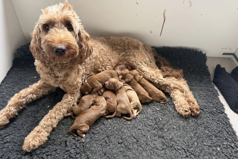 Goldendoodle