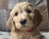 Goldendoodle