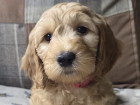 Goldendoodle