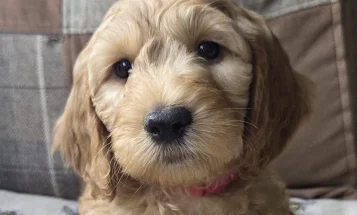 Goldendoodle