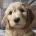 Goldendoodle