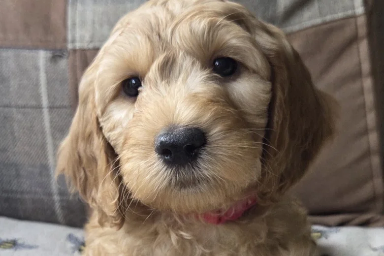 Goldendoodle