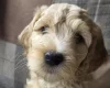 Goldendoodle
