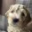 Goldendoodle
