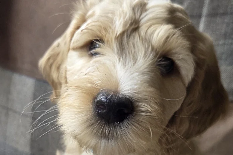 Goldendoodle
