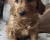 Goldendoodle