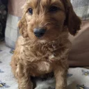 Goldendoodle