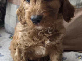 Goldendoodle