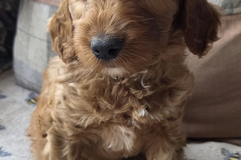 Goldendoodle
