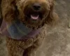 Goldendoodle