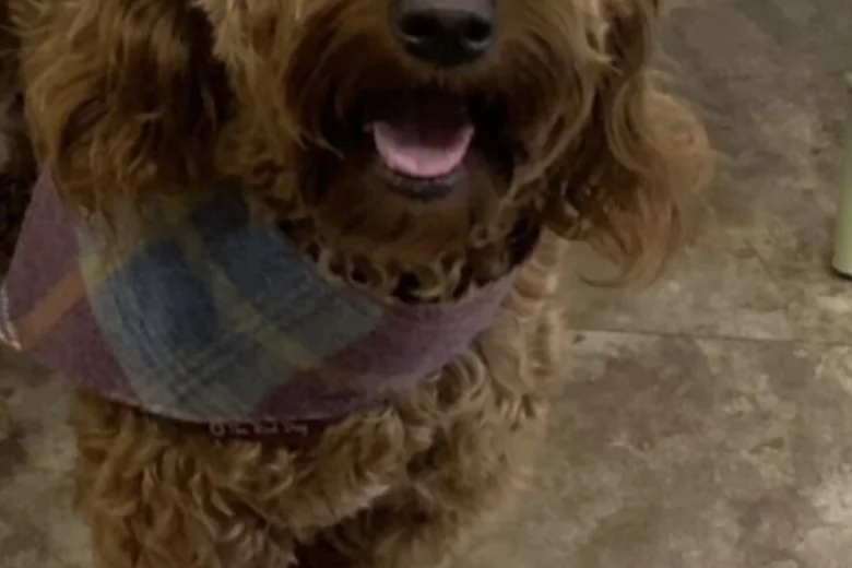 Goldendoodle