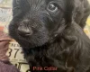 Goldendoodle