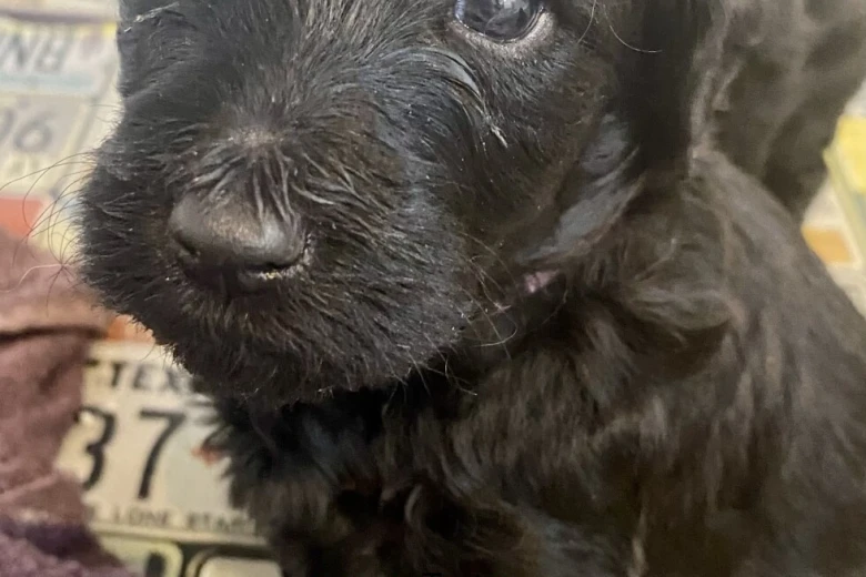 Goldendoodle