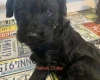 Goldendoodle